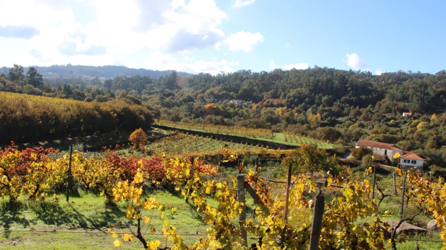 Fileiras de vinha na Quinta da Comenda